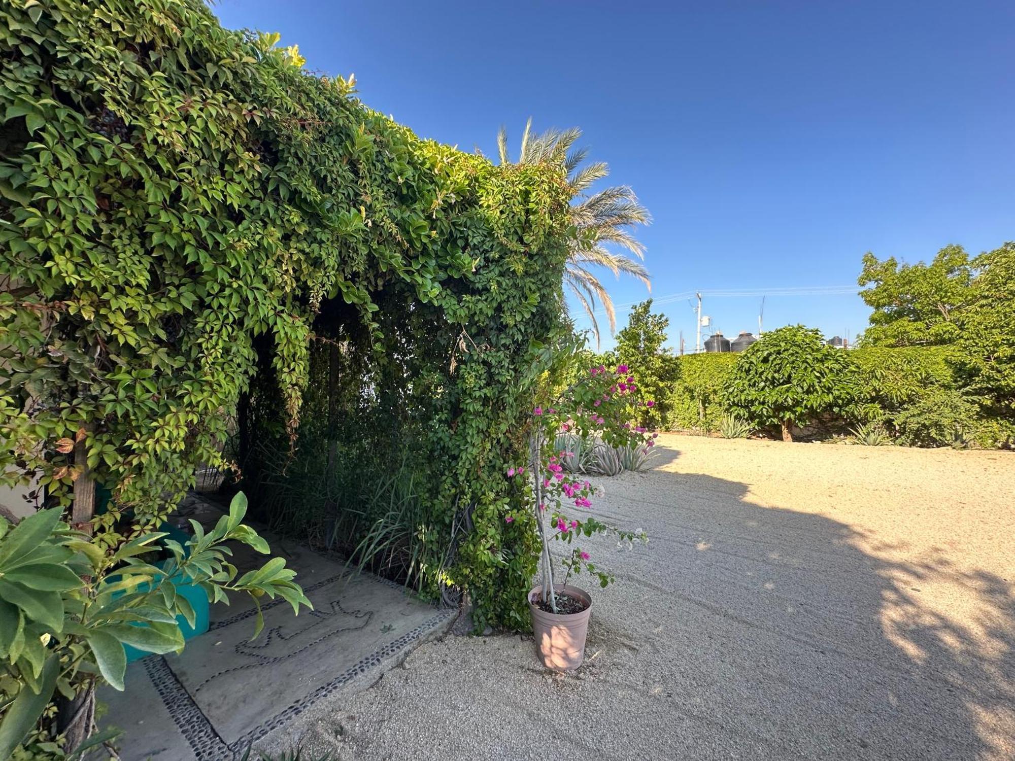 Cabo Bohemia Tropical Garden Studios Cabo San Lucas Exterior photo